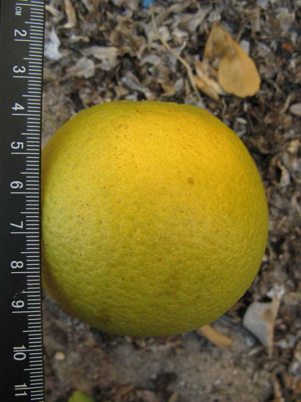            Fruit (Winter Haven, FL)   